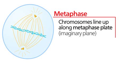 filemetaphasesvg wikimedia commons