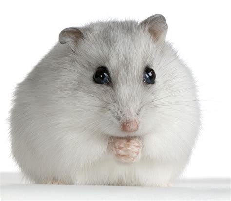 information  winter white dwarf hamster care  facts russian