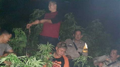 Polisi Sebut Temuan Puluhan Pohon Ganja Di Gunung Guntur Sengaja