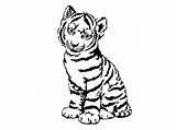 Cub Colorat Clipartmag Tigers Leu Ausmalbilder Planse Desene sketch template