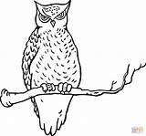 Sketsa Burung Hantu Owl Kolorowanki Kartun Sowa Sowy Mewarnai Gufo Albero Sull Hewan sketch template