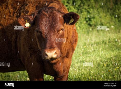 ancient cattle breed  res stock photography  images alamy