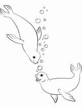 Coloring Pages Seal Seals Cute sketch template