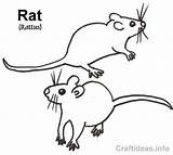 Coloring Rat Rats Book Kids Pages Color Print Year sketch template