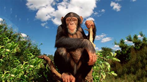 schimpanse intelligenter anpassungskuenstler wwf schweiz