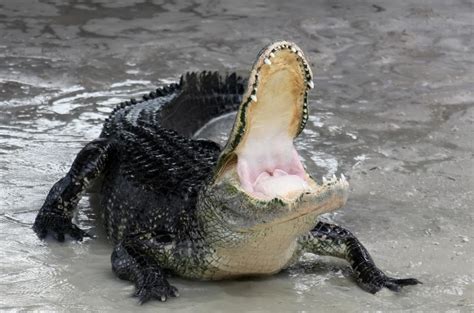 alligators    york sewer system