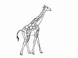 Girafa Girafe Colorat Planse Coloriages Desene Greatestcoloringbook Girafes sketch template