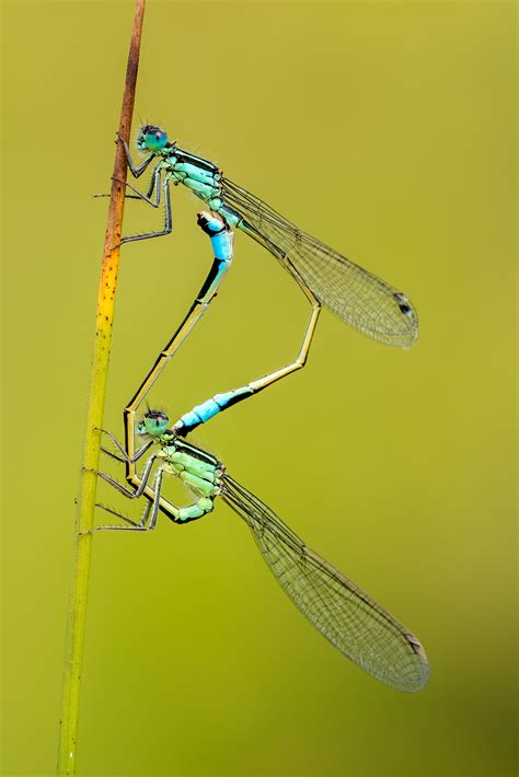 How To Photograph Damselflies And Dragonflies Nature Ttl