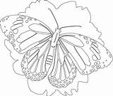 Coloring Life Cycle Butterfly Super Coloringhome sketch template