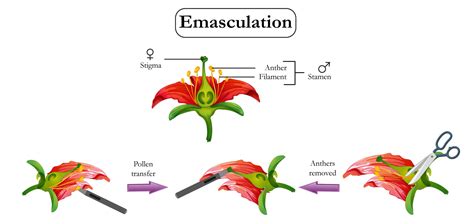Why Is Necessary To Emasculate A Bisexual Flower In Class 11 Biology Cbse