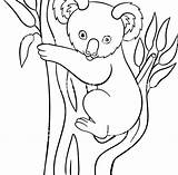 Coloring Koala Bear Pages Realistic Getdrawings Getcolorings sketch template