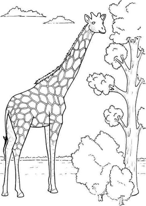 giraffe coloring pages  printable