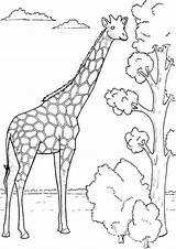 Giraffe Coloring Pages Printable Print Color Everfreecoloring sketch template