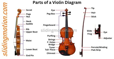 ultimate guide  parts   violin names functions diagram