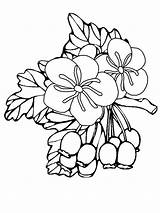 Hawthorn Flower Coloring Drawing Pages Luna Color Getdrawings Paintingvalley sketch template