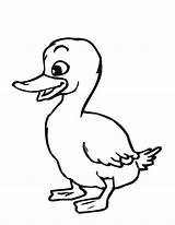 Coloring Oregon Getdrawings Ducks Duck sketch template