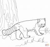 Panda Coloring Roux Roter Kleiner Ausmalbild Malvorlage Gratuit Supercoloring Bear Coloriages Gratuits Rote Cutest Kategorien sketch template