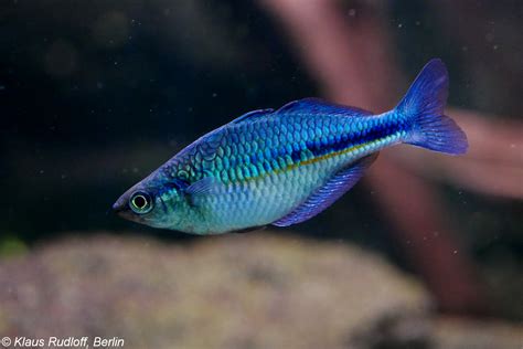 blauer regenbogenfisch im aquarium alle infos und details