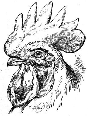 rooster portrait reusableartcom
