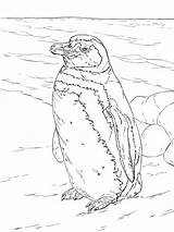 Pinguin Pinguine Pinguino Ausmalen Magallanes Malvorlage Pinguinen Colorear Kinderbilder Magellanic Verwandt sketch template