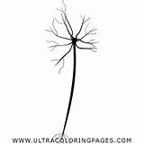 Neurona Página sketch template