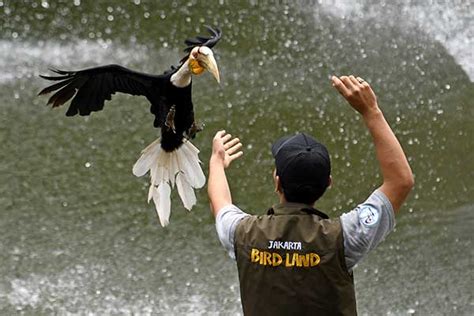 serunya atraksi berbagai jenis burung  wahana  jakarta bird land