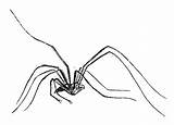 Spiders Harvestmen sketch template