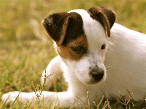 Jack Russell Wallpapers Wallpaper Cave