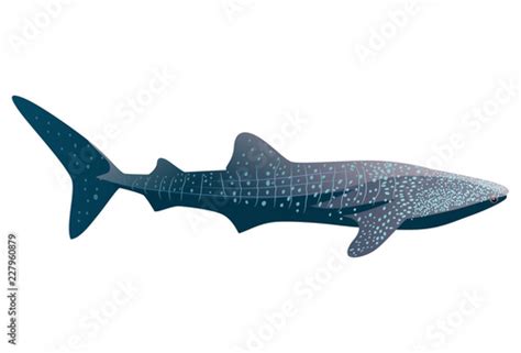 cartoon whale shark isolated  white background vector illustration stock image  royalty