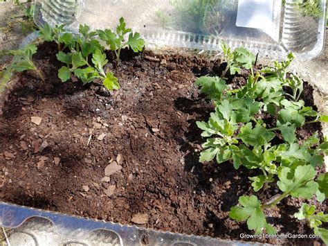 propagating mums  profit growing  home garden