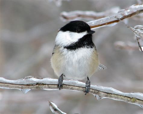 black capped chickadee  photo  freeimages