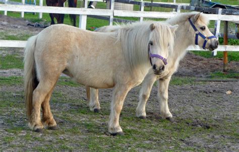 pony ownership