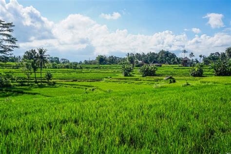 Ubud Rice Fields Walk 3 Of The Best To See Rural Bali Finding Beyond