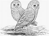 Owl Coloring Pages Adults Adult Eared Long Realistic Owls Printable Colouring Color Print Kids Animal Sheets 565px 53kb Choose Board sketch template