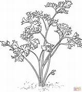 Parsley Coloring Pages Turnip Silhouettes Drawing Supercoloring Categories sketch template