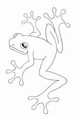 Frog Coloring Pages Tree Red Eyed Printable Color Colouring Outline Kids Frogs sketch template