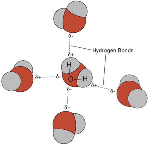 hydrogen bonding chemistry   majors