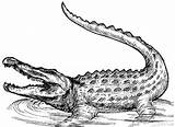 Alligator Crocodile Coloring Pages Drawing Kids Printable Print Tattoo Animal American Gator Outline Realistic Colouring Clipart Drawings Color Cartoon Icons sketch template