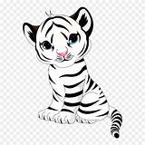 Tiger Drawing Baby Cute Clipart Tigers Cartoon Cubs Cub Pinclipart Transparent Seekpng sketch template