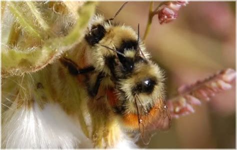 tundratantrum arctic bees