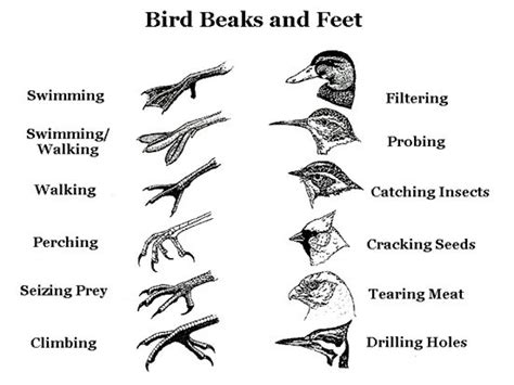 bird beaks and feet paws claws hooves and talons pinterest
