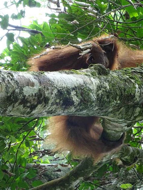 walking with orangutans in northern sumatra places we go