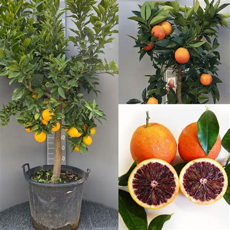 L'alocasia o orecchia d'elefante (alocasia macrorrhiza, della famiglia delle aracee) è una pianta veramente splendida e molto appariscente, . Pianta di Arancio Moro in vaso 50 cm | Savini Vivai