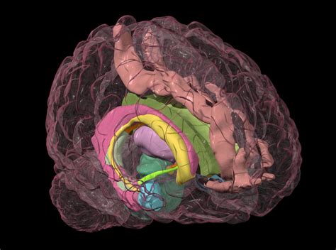 The Amygdala S Location And Function