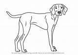 Vizsla Dog Draw Drawing Step Dogs Line Tutorials Drawings Drawingtutorials101 Animal Animals Choose Board sketch template