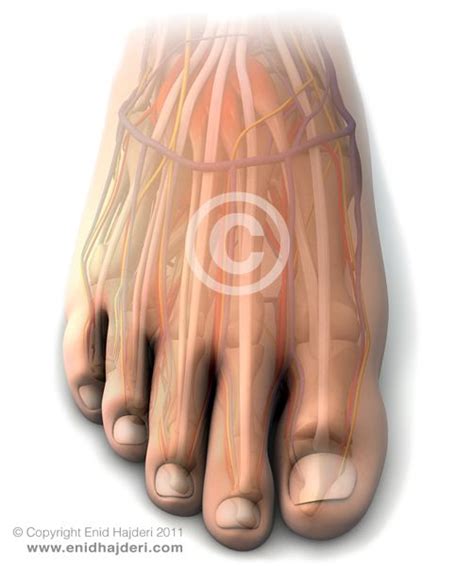 foot anatomy copyright enid hajderi  httpenidhajdericom foot