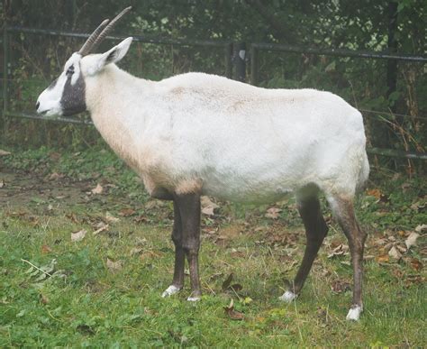 arabian oryx oryx leucoryx    zoochat