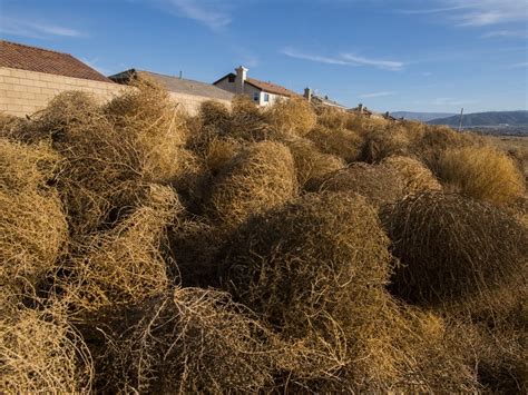 america s tumbleweeds are actually russian invaders