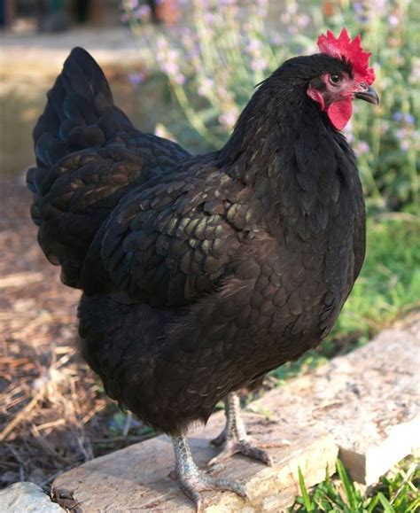 black australorp characteristics modern farming methods chicken time chicken breeds best
