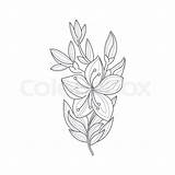 Flower Drawing Jasmine Simple Sampaguita Coloring Vector Gardenia Sketch Floral Illustration Drawn Monochrome Hand Drawings Paintingvalley Sketches sketch template